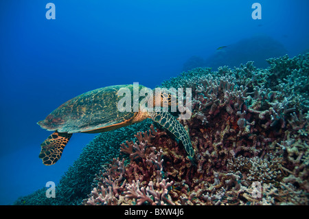 grüne Schildkröte Great Barrier Reef Australien Stockfoto