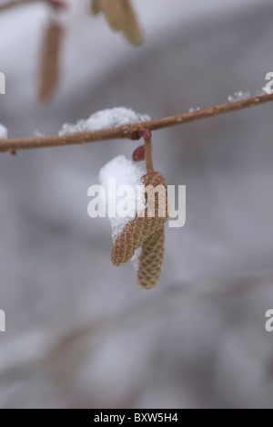 Frühe palmkätzchen im Schnee Stockfoto