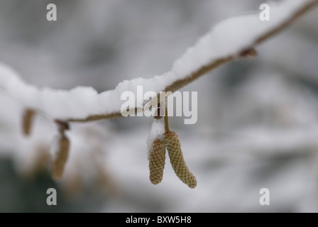 Hazel Kätzchen im Schnee Stockfoto