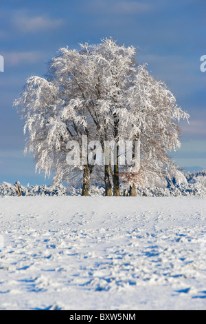 Bäume auf Skyline von Schnee und Raureif bedeckt. In der Nähe von Balfron, Stirling, Schottland, UK Stockfoto