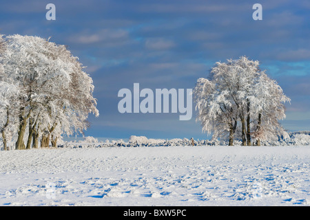 Bäume auf Skyline von Schnee und Raureif bedeckt. In der Nähe von Balfron, Stirling, Schottland, UK Stockfoto