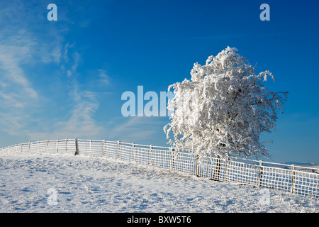 Kleiner Baum und Zaun Raureif und Schnee bedeckt. Stockfoto