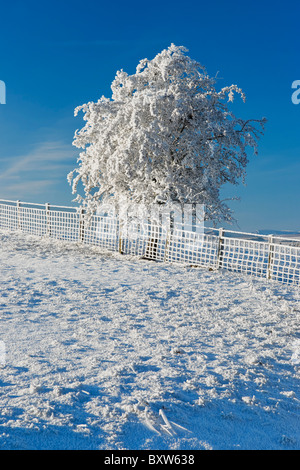 Kleiner Baum und Zaun Raureif und Schnee bedeckt. Stockfoto