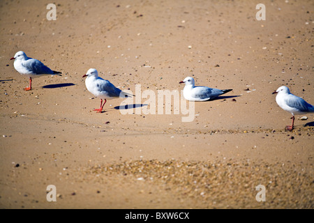 Vier australische Möwen auf einen Sandstrand, 3 Möwen stehend und sitzend 1 Stockfoto