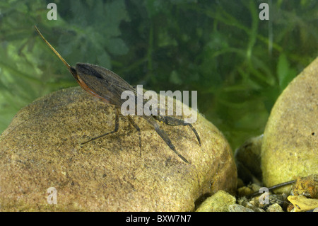 Wasser-Scorpion (Nepa Cinerea) Baden im Teich - Belgien Stockfoto