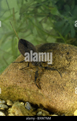 Wasser-Scorpion (Nepa Cinerea) Baden im Teich - Belgien Stockfoto