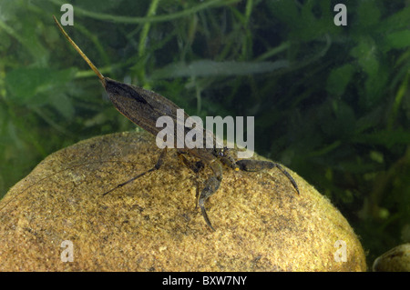 Wasser-Scorpion (Nepa Cinerea) Baden im Teich - Belgien Stockfoto