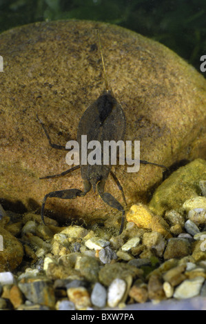 Wasser-Scorpion (Nepa Cinerea) Baden im Teich - Belgien Stockfoto