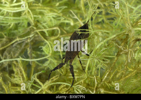 Wasser-Scorpion (Nepa Cinerea) Baden im Teich - Belgien Stockfoto