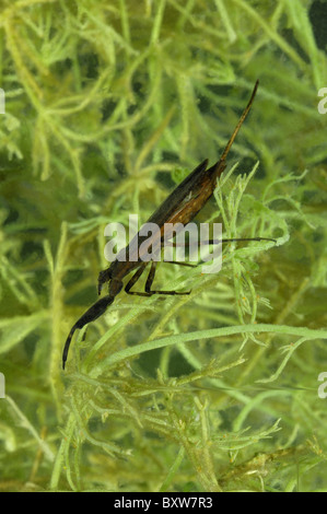 Wasser-Scorpion (Nepa Cinerea) Baden im Teich - Belgien Stockfoto