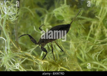 Wasser-Scorpion (Nepa Cinerea) Baden im Teich - Belgien Stockfoto