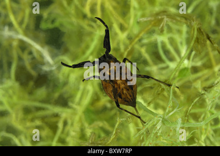 Wasser-Scorpion (Nepa Cinerea) Baden im Teich - Belgien Stockfoto