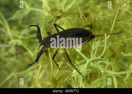 Wasser-Scorpion (Nepa Cinerea) Baden im Teich - Belgien Stockfoto