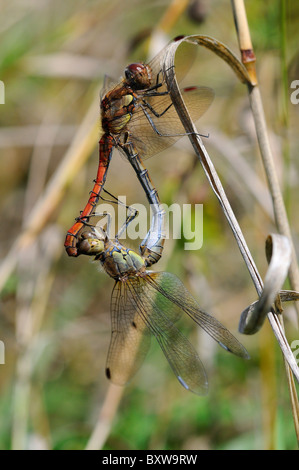 Gemeinsamen Darter Libelle (Sympetrum Striolatum) paar Paarung, Oxfordshire, Vereinigtes Königreich Stockfoto