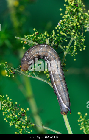 Kolibri Hawkmoth (Macroglossum Stellatarum) endgültige Instar ausgewachsene Larve, Fütterung auf Labkraut, Oxfordshire, Vereinigtes Königreich. Stockfoto