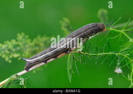 Kolibri Hawkmoth (Macroglossum Stellatarum) endgültige Instar ausgewachsene Larve Fütterung auf Labkraut, Oxfordshire, Vereinigtes Königreich. Stockfoto