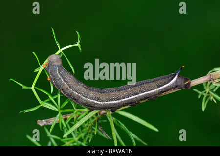 Kolibri Hawkmoth (Macroglossum Stellatarum) endgültige Instar ausgewachsene Larve Fütterung auf Labkraut, Oxfordshire, Vereinigtes Königreich. Stockfoto