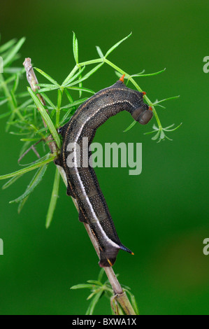 Kolibri Hawkmoth (Macroglossum Stellatarum) endgültige instar voll großgeworden Larven ernähren sich von Labkraut, Oxfordshire, Vereinigtes Königreich. Stockfoto