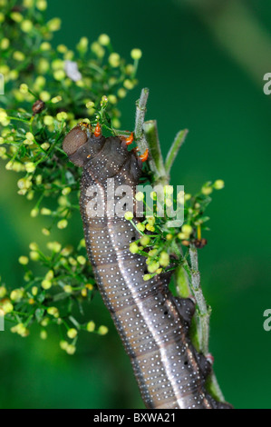 Kolibri Hawkmoth (Macroglossum Stellatarum) ausgewachsen abschließenden Instar Larven ernähren sich von Labkraut, Oxfordshire, Vereinigtes Königreich. Stockfoto