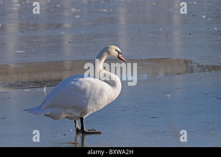 Höckerschwan (Cygnus Olor) Erwachsene stehen auf dem Eis, Slimbridge, UK. Stockfoto