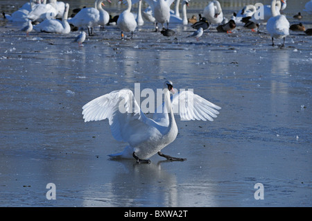 Höckerschwan (Cygnus Olor) zu Fuß auf dem Eis, ausbreiten Flügel, Slimbridge, UK. Stockfoto