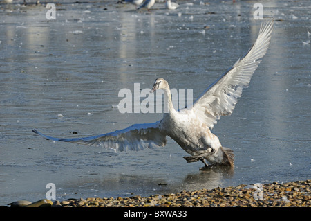 Höckerschwan (Cygnus Olor) juvenile zu Fuß auf dem Eis, Flügel ausbreiten, Slimbridge, UK Stockfoto