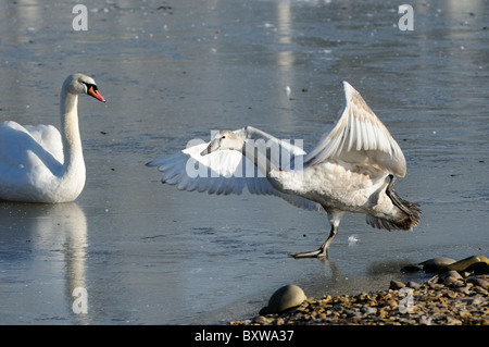 Höckerschwan (Cygnus Olor) Jugendkriminalität, zu Fuß auf dem Eis, Flügel ausbreiten, Slimbridge, UK. Stockfoto