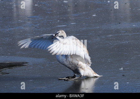 Höckerschwan (Cygnus Olor) juvenile auf Eis, Flügel ausbreiten, Slimbridge, UK. Stockfoto