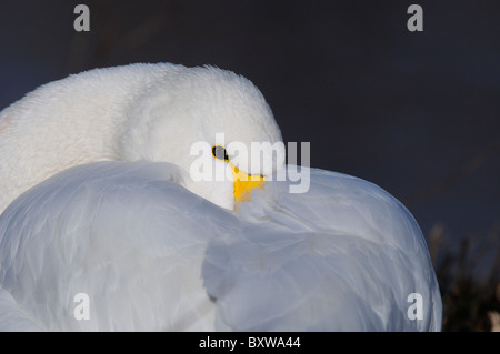 Bewick ´s Schwan (Cygnus Columbianus) ruht mit seinem Schnabel unter ihre Fittiche, Slimbridge, UK. Stockfoto