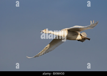 Bewick ´s Schwan (Cygnus Columbianus) Juvenile im Flug, Slimbridge, UK. Stockfoto