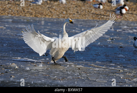 Bewick ´s Schwan (Cygnus Columbianus) zu Fuß auf dem Eis, ausbreiten Flügel, Slimbridge, UK. Stockfoto