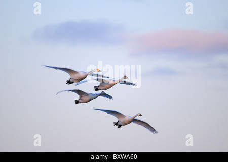 Bewick ´s Schwan (Cygnus Columbianus) Familie Gruppe von vier auf der Flucht, Slimbridge, UK. Stockfoto