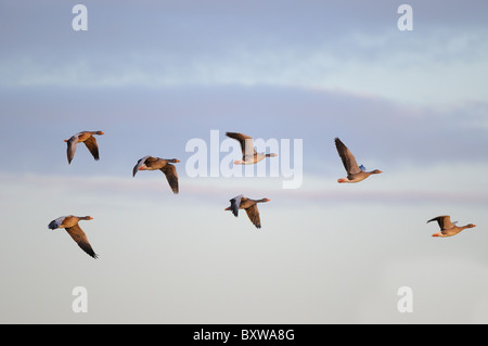 Graugans (Anser Anser) strömen im Flug, Slimbridge, UK. Stockfoto