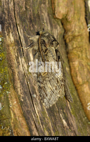 Sehr prominente Moth Peridea Anceps) Erwachsenen ruht auf Rinde, Oxfordshire, UJK. Stockfoto