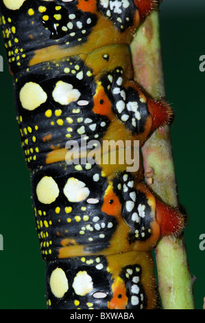 Wolfsmilch Hawkmoth (stark Euphorbiae) close-up der letzten Instar ausgewachsen Larve zeigt Muster und Farben Stockfoto