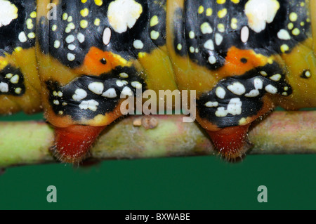 Wolfsmilch Hawkmoth (stark Euphorbiae) Nahaufnahme von ausgewachsenen abschließenden Instar Larve zeigt Füße, Farben und Muster Stockfoto