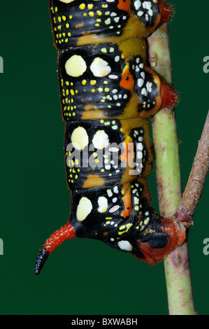 Wolfsmilch (stark Euphorbiae) Hawkmoth Nahaufnahme zeigen ausgewachsene Larve Heck Stockfoto