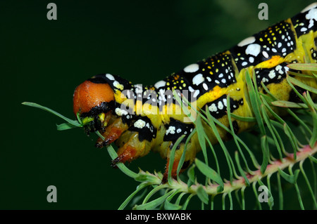 Wolfsmilch Hawkmoth (stark Euphorbiae) ausgewachsene Larven ernähren sich von Cypress Spurge Blatt Stockfoto