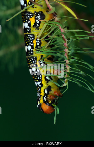 Wolfsmilch Hawkmoth (stark Euphorbiae) ausgewachsene Larven ernähren sich von Cypress Spurge Blatt Stockfoto