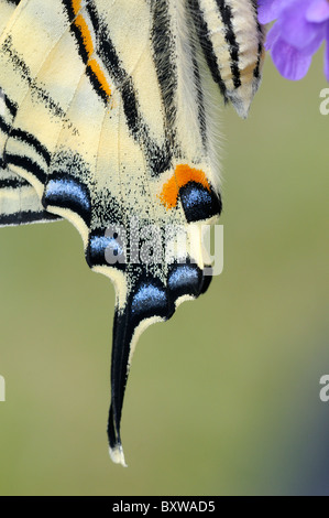 Knappen Schwalbenschwanz Schmetterling (Iphiclides Podalirius) in Nahaufnahme Heckflügel mit Rute und Muster Stockfoto