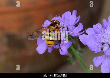 Schwebfliege (Volucella Arten) ernähren sich von Witwenblume Blüte, Oxfordshire, Vereinigtes Königreich. Stockfoto