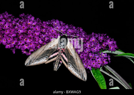 Priver Hawkmoth (Sphinx Ligustri) Erwachsenen Falter ruht auf Sommerflieder Blume, Oxfordshire, Vereinigtes Königreich. Stockfoto