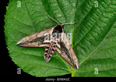 Liguster Hawkmoth (Sphinx Ligustri) Erwachsenen Falter ruht auf Blatt, Oxfordshire, Vereinigtes Königreich. Stockfoto