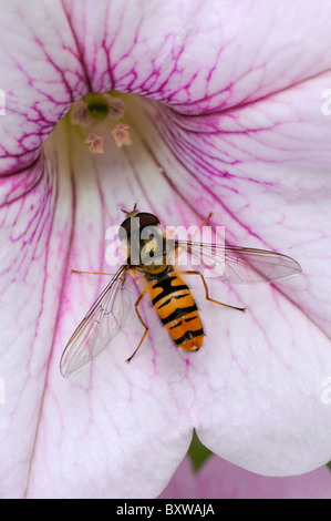 Marmelade-Schwebfliege (Episyrphus Balteatus) im Ruhezustand auf Blume, Oxfordshire, Vereinigtes Königreich Stockfoto