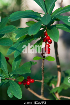 Mezereon Pflanze ( Daphne mezereum , Thymelaeaceae ) Beeren , Finnland Stockfoto