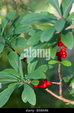 Mezereon Pflanze ( Daphne mezereum , Thymelaeaceae ) Beeren , Finnland Stockfoto