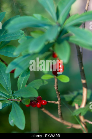 Mezereon Pflanze ( Daphne mezereum , Thymelaeaceae ) Beeren , Finnland Stockfoto