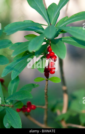 Mezereon Pflanze ( Daphne mezereum , Thymelaeaceae ) Beeren , Finnland Stockfoto