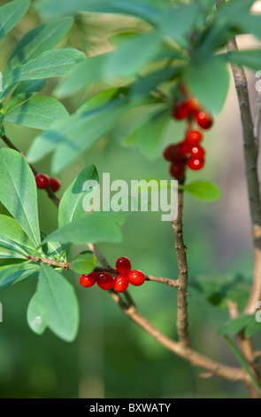 Mezereon Pflanze ( Daphne mezereum , Thymelaeaceae ) Beeren , Finnland Stockfoto