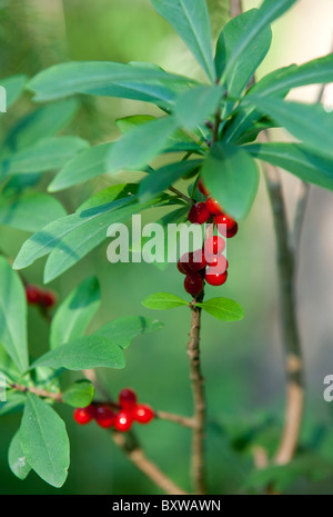 Mezereon Pflanze ( Daphne mezereum , Thymelaeaceae ) Beeren , Finnland Stockfoto